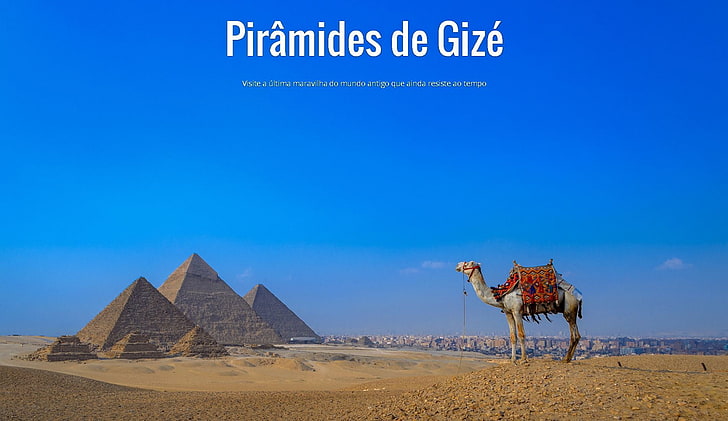 Camelo, pirâmide, Gize, Egito, HD papel de parede