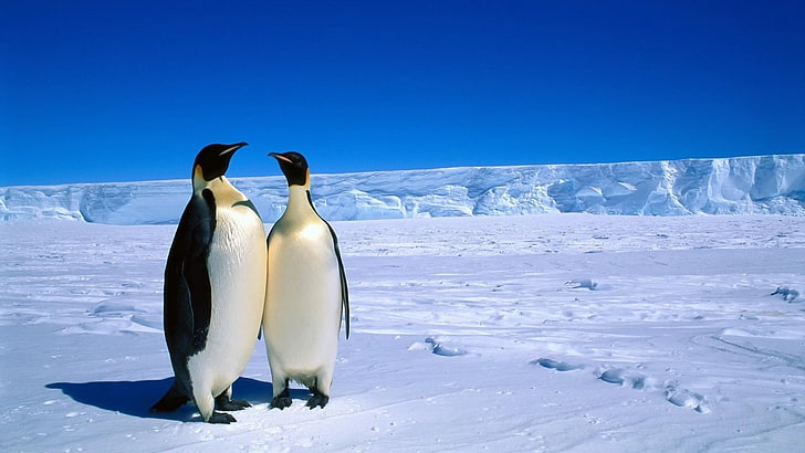 пингвини, сняг, птици, животни, природа, пейзаж, HD тапет