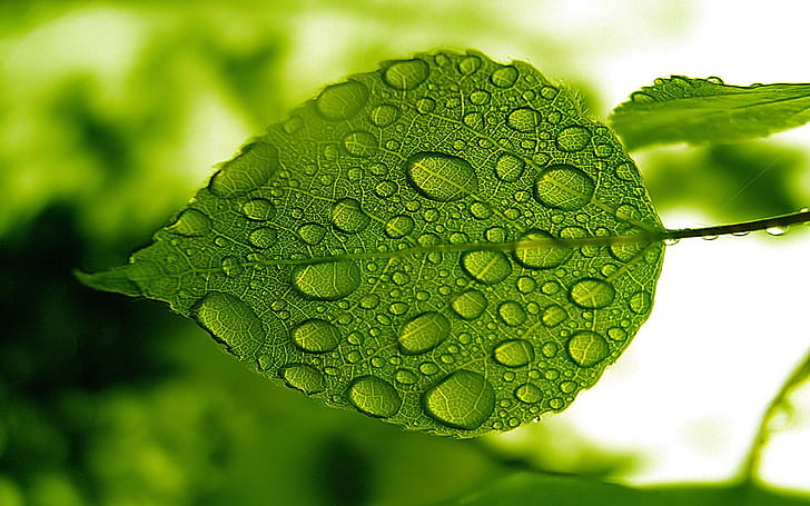 Nature Green Leaf With Water Droplets Hd Widescreen Free Download For Windows, HD wallpaper