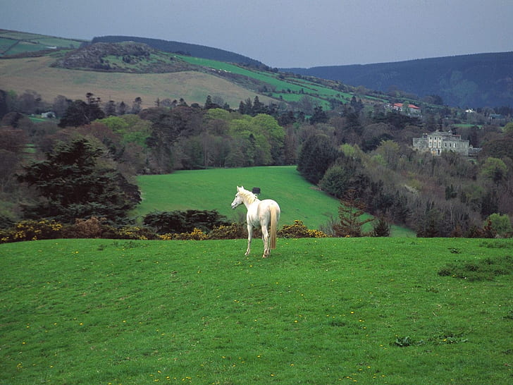 hills ireland horses countryside castle Animals Horses HD Art , hills, Ireland, HD wallpaper