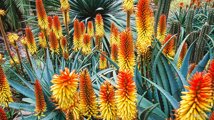 Blooming Aloe Vera, Bunga / Kebun, Wallpaper HD