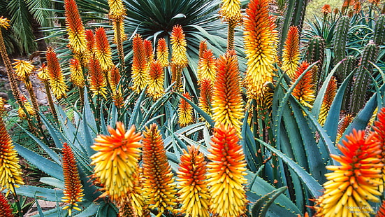 Blooming Aloe Vera, Flores / Jardines, Fondo de pantalla HD HD wallpaper