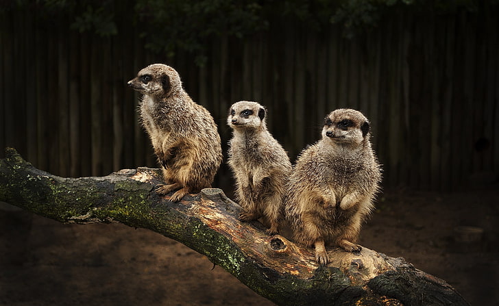 Meerkat Family, three brown meerkats, Animals, Wild, Family, Meerkat, HD wallpaper