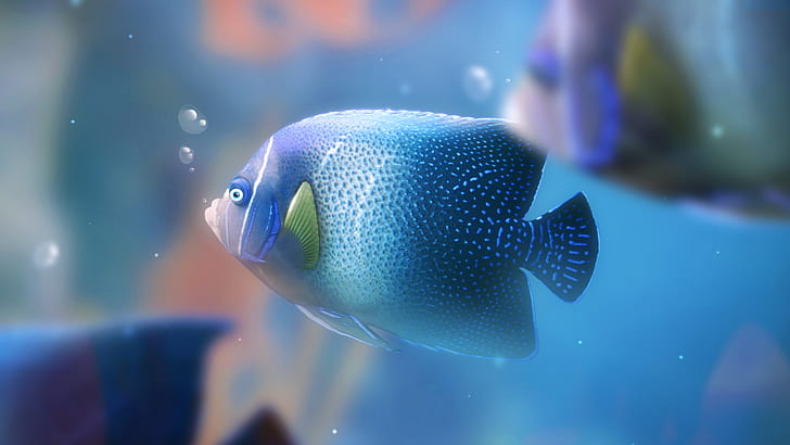 Pesci blu dell'acquario, pesci blu, blu, acquario, pesce, Sfondo HD