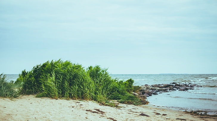พืชสีเขียวชายหาด, วอลล์เปเปอร์ HD