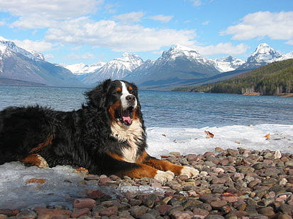 Cães, Bernese Mountain Dog, Cão, Animal De Estimação, HD papel de parede HD wallpaper