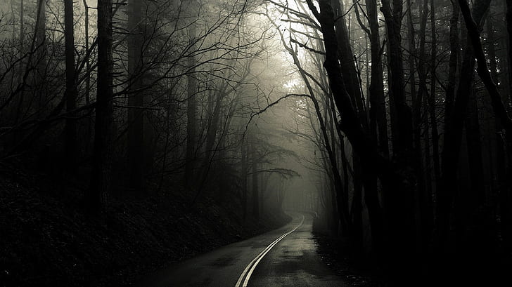 forest road fog 1366x768  Nature Forests HD Art , forest, road, HD wallpaper