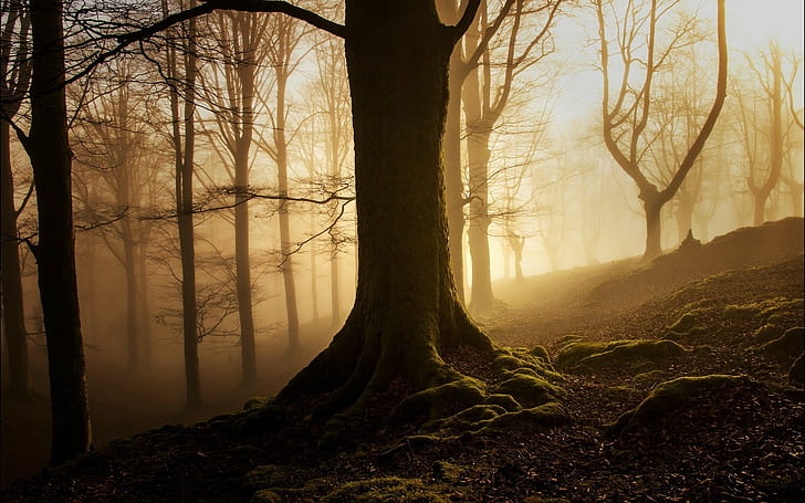 natura paesaggio alberi foresta di legno nebbia foglie caduta ramo radici muschio silhouette, Sfondo HD