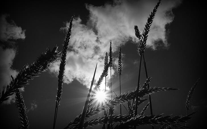 Sunlight Plant BW HD, silhouette of plant photography, nature, bw, sunlight, plant, HD wallpaper