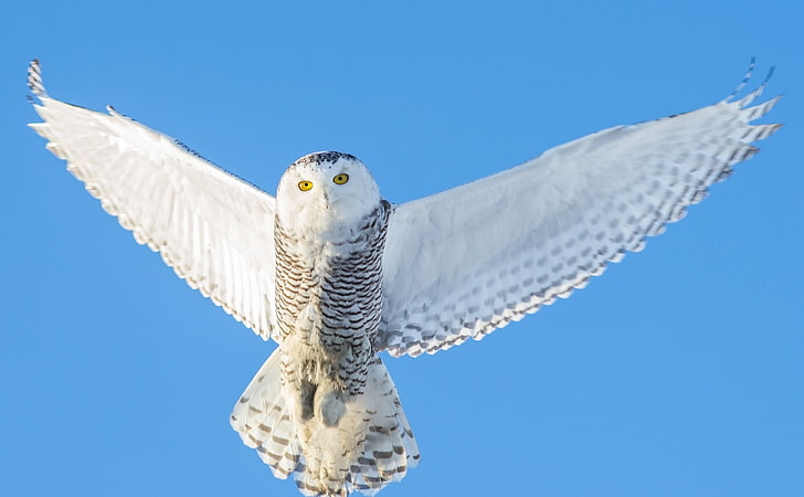 white owl, owl, flight, sky, predator, wings, HD wallpaper