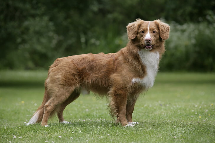 adult brown and white Nova-Scotia duck tolling retriever, nova scotia duck tolling retriever, dog, walk, grass, stand, HD wallpaper