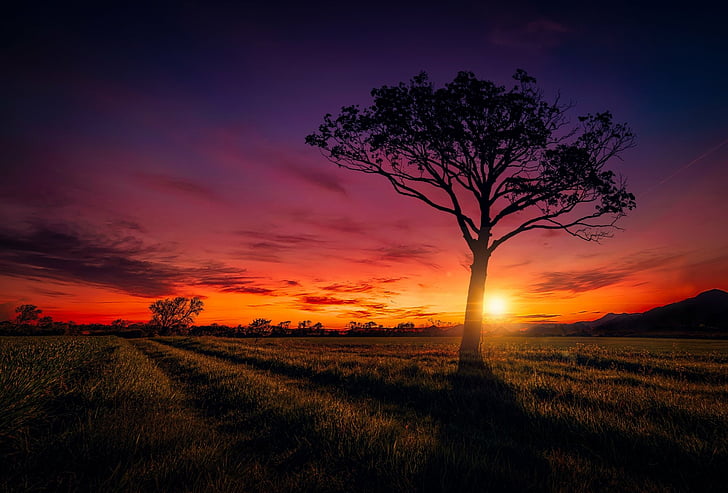 Earth, Sunset, Landscape, Nature, Orange, Purple, Sky, Sun, Tree, HD wallpaper