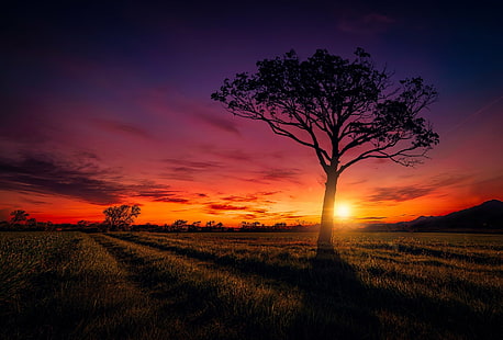 Earth, Sunset, Landscape, Nature, Orange, Purple, Sky, Sun, Tree, HD wallpaper HD wallpaper