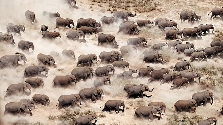 Stado słoni afrykańskich, Park Narodowy Amboseli, Kenia, Afryka, Tapety HD