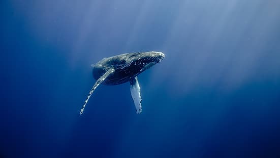 море, вода, под вода, кит, гърбав кит, слънчеви лъчи, животни, риба, Хавай, САЩ, HD тапет HD wallpaper
