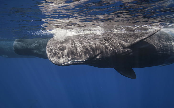 동물, 자연, 고래, HD 배경 화면