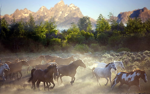 grupp av hästar, berg, natur, hästar, damm, morgon, HD tapet HD wallpaper