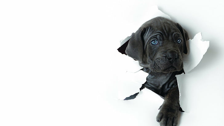Destruir Acercarse agudo Animales, perros, blanco, Fondo de pantalla HD | Wallpaperbetter