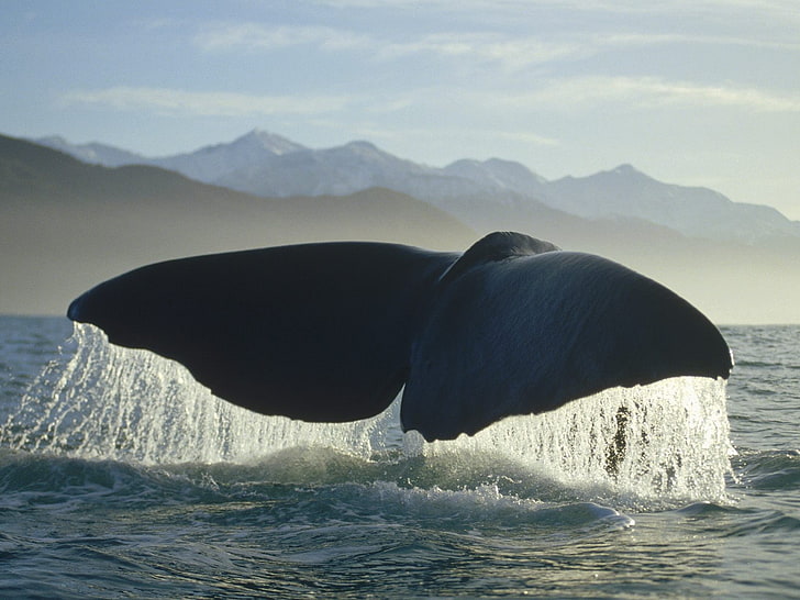 ballena, mar, animales, Fondo de pantalla HD