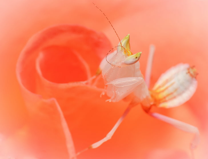 mantis, Orchid mantis, white, HD wallpaper
