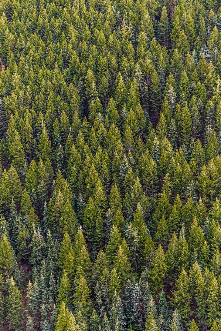 grüne Kiefern, Bäume, Draufsicht, Kiefern, Wald, HD-Hintergrundbild, Handy-Hintergrundbild