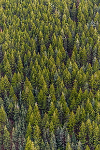 أشجار الصنوبر الخضراء ، الأشجار ، المنظر العلوي ، الصنوبر ، الغابات، خلفية HD HD wallpaper