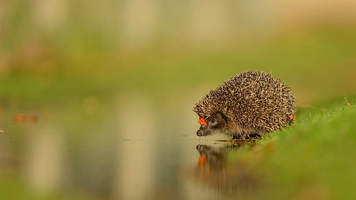 water, animals, reflection, hedgehog, HD wallpaper
