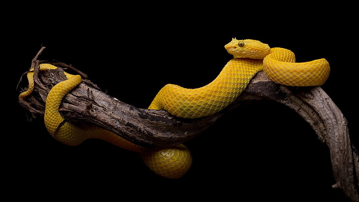black background, simple, snake, animals, reptiles, yellow, branch, HD wallpaper