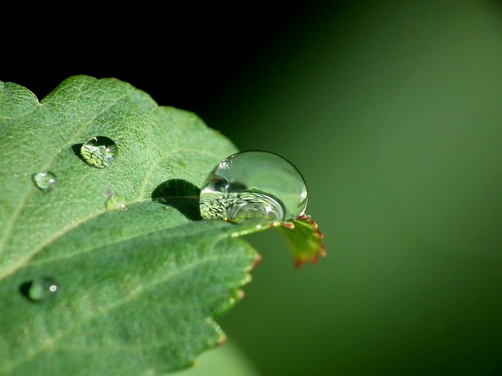 grönbladig växt med vattendagg i närbildfokusfotografering, blad, droppe, dagg, närbild, HD tapet
