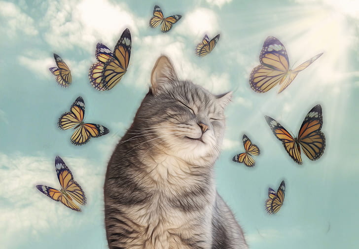 gato, mariposa, felicidad, Fondo de pantalla HD