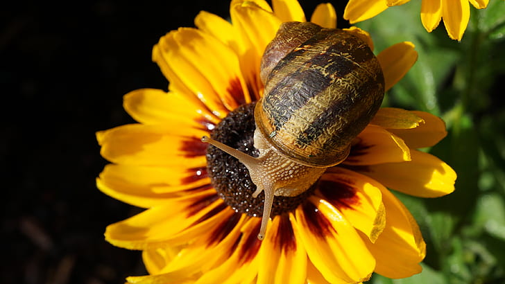 flower, macro, light, yellow, clam, snail, petals, shell, gazania, HD wallpaper