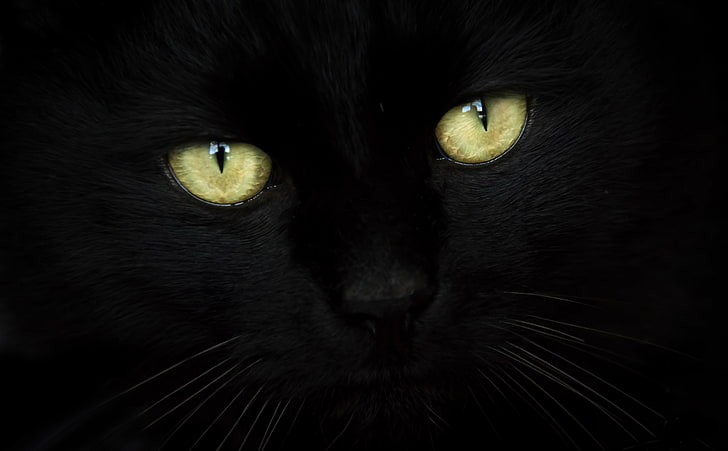 Black Cat Portrait, black cat, Animals, Pets, Green, Black, Eyes, Noir, chat, greeneyes, blackcat, chatnoir, moustach, moustaches, oeil, verts, yeux, HD wallpaper