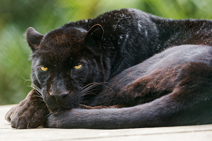 Schwarzer Panther, schwarzer Panther, Leopard, schwarzer Panther, Katze, HD-Hintergrundbild