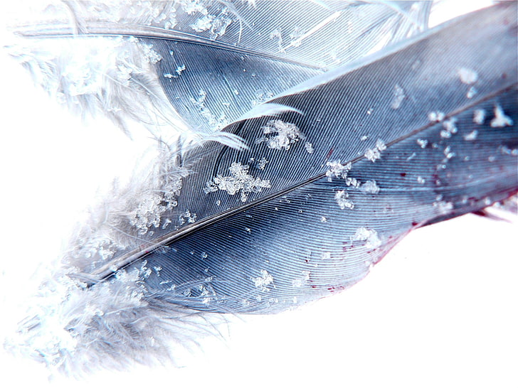 feathers, snowflakes, macro, HD wallpaper