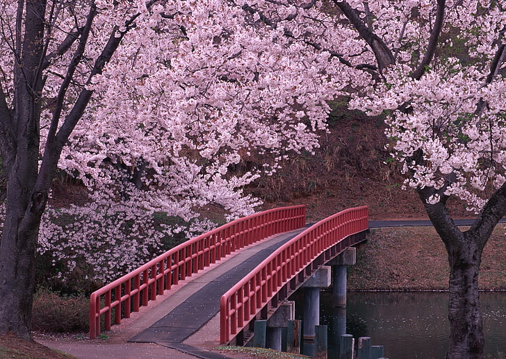 ponte di cemento rosso e marrone, Ponte, Sakura, Giappone, Sfondo HD