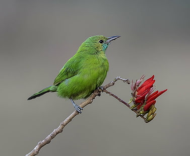 grön fågel, Golden-fronted Leafbird, grön fågel, Chloropsis, Bangalore, Karnataka, fågel, djurliv, djur, natur, näbb, djur i naturen, HD tapet HD wallpaper