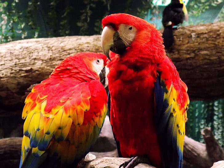 birds, color, colour, colourful, love, parrots, red, yellow, HD wallpaper