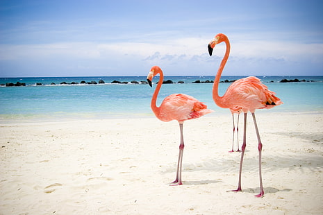 ثلاثة طيور النحام الوردي ، البحر ، الشاطئ ، فلامنغو، خلفية HD HD wallpaper
