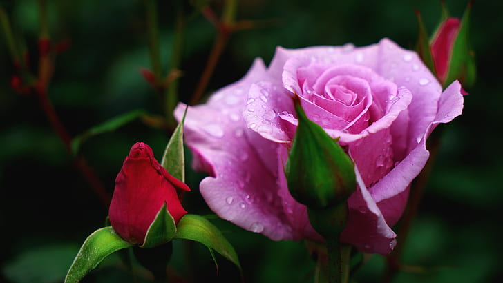 Blume, Tropfen, Makro, Blumen, der dunkle Hintergrund, Rosa, Rose, Rosen, Garten, rot, Knospen, HD-Hintergrundbild