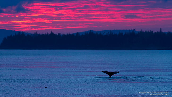 Гърбав кит, Вътрешен проход, Аляска, Океански живот, HD тапет