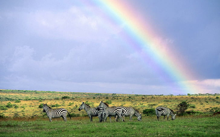 Rainbow Over Herd Of Zebras In Kenya, zebras, kenya, rainbows, animals, HD wallpaper