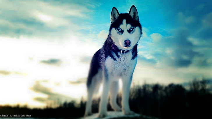 erwachsener weißer und schwarzer Syberian Husky, Hund, Siberian Husky, Tiere, HD-Hintergrundbild