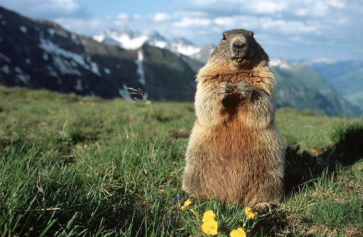 Alpine Marmot Hohe Tauern National Park Austria, brown squirrel, Animals, Wild, National, Park, Alpine, Marmot, Hohe, Tauern, Austria, HD wallpaper