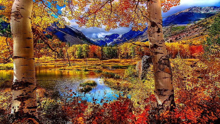 白bi、秋、湖、山、白rの木、葉、木、水、山の湖、落葉樹、秋の色、風景、 HDデスクトップの壁紙