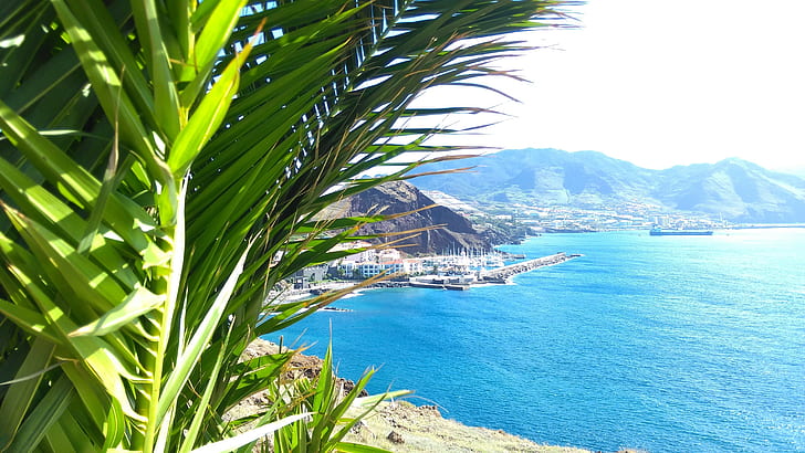 madeira palm trees landscape sea city coast mountain beach island bay portugal, HD wallpaper