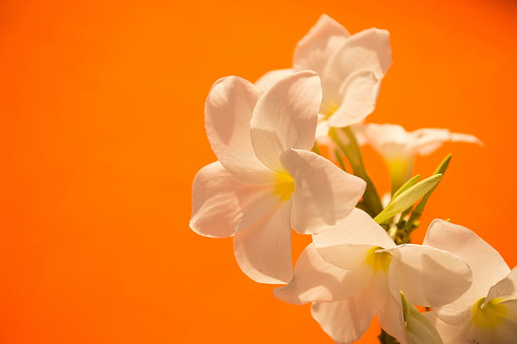 kwiaty, białe, pomarańczowe, kolorowe, fotografia, przyroda, Tapety HD