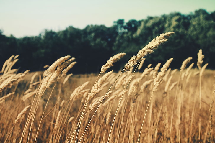 wheat field, field, HD wallpaper