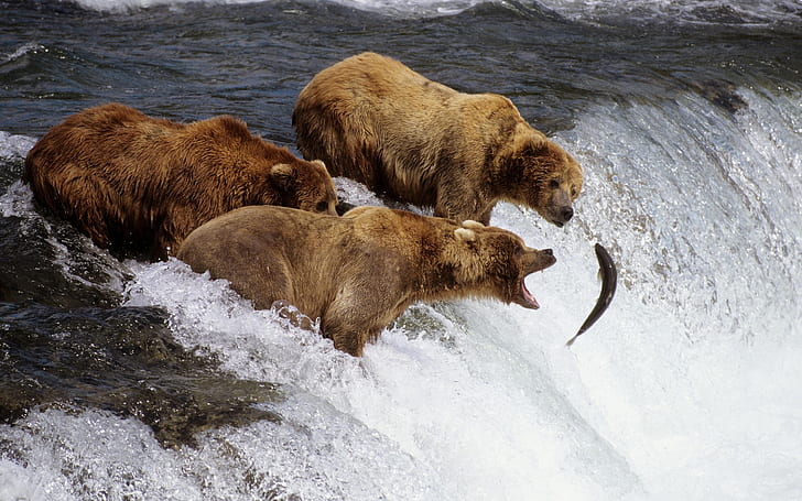Three bears fishing fish, Three, Bear, Fish, HD wallpaper