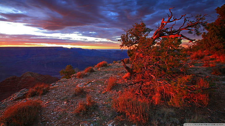 La zarza ardiente, el cañón, la puesta de sol, el monte, la naturaleza y los paisajes, Fondo de pantalla HD