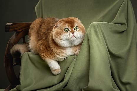  cat, red, fabric, Kote, Scottish fold cat, Svetlana Pisareva, HD wallpaper HD wallpaper